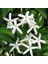 - Arap Yasemini (Jasminum Sambac) 3
