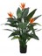 Strelitzia Çiçeği Tohumu Ekim Seti 2