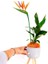 Strelitzia Çiçeği Tohumu Ekim Seti 3