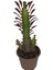 Euphorbia Trigona Rubra Kaktüs Kırmızı Süt Ağacı 10/20 cm Arası 1