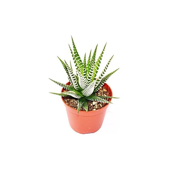 Haworthia Fasciata, Zebra Kaktüs, Yılan Derisi Çiçeği, 5.5 Cm Saksıda, Sukulent, Kaktüs