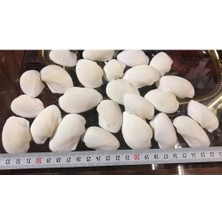 Hasyılmaz %100 Naturel Doğal Gerçek Deniz Kabuğu 500 Gram MMM4767