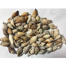 Hasyılmaz %100 Naturel Doğal Gerçek Deniz Kabuğu 500 Gram MMM4761