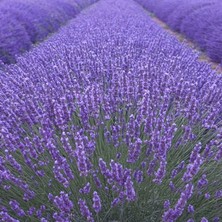 Net Tarım 65 Adet Angustifolia Lavanta Fidesi Tohumu