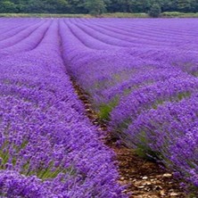 Net Tarım 65 Adet Angustifolia Lavanta Fidesi Tohumu