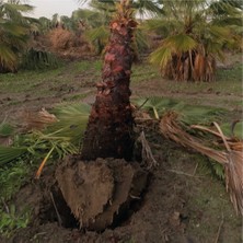 Palmiye Pazarı Palmiye - Washingtonia Robusta 600/700 cm "10 Adet"