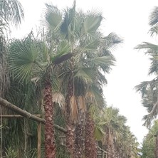 Palmiye Pazarı Palmiye - Washingtonia Robusta 600/700 cm "10 Adet"