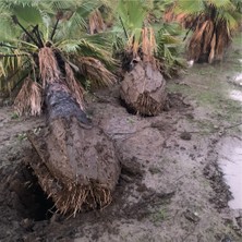 Palmiye Pazarı Palmiye - Washingtonia Robusta 600/700 cm "10 Adet"