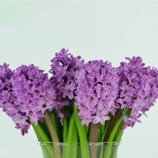 Mor Twilight (Kokulu) Sümbül Soğanı-3 Adet