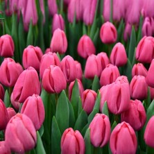 Koyu Pembe Carola Lale Soğanı-5 Adet