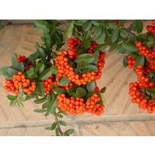 Papatyam Saksılı Ateş Dikeni