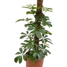 Fidanova Şeflera Beşparmak Çiçeği Yeşil