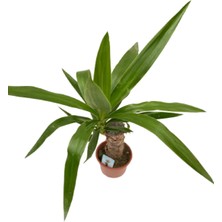 Fidanova Yukka Tekli Salon Bitkisi 50  60 Cm Boyunda