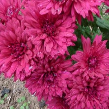 Floramut Tüplü Iri Kafa Pembe Renkli Kasımpatı Çiçeği Fidanı