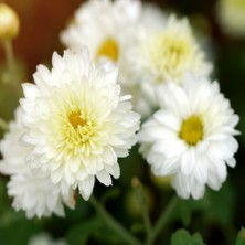 Floramut Tüplü Sarı-Beyaz Renkli Kasımpatı Çiçeği Fidanı
