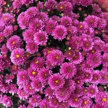 Floramut Tüplü Pembe Renkli Kasımpatı Çiçeği Fidanı