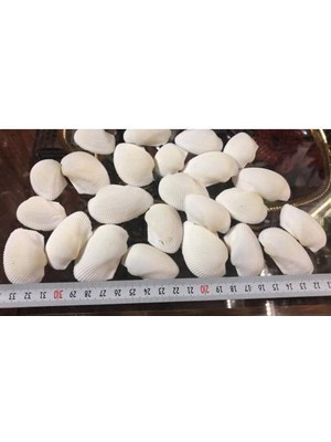 Hasyılmaz %100 Naturel Doğal Gerçek Deniz Kabuğu 500 Gram MMM4767