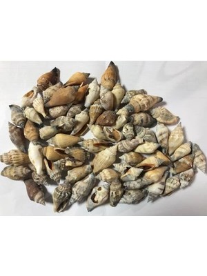 Hasyılmaz %100 Naturel Doğal Gerçek Deniz Kabuğu 500 Gram MMM4761