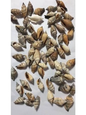 Hasyılmaz %100 Naturel Doğal Gerçek Deniz Kabuğu 500 Gram MMM4761