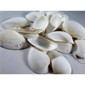 %100 Naturel Doğal Gerçek Deniz Kabuğu 500 Gram MMM4767