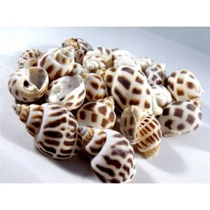 %100 Naturel Doğal Gerçek Deniz Kabuğu 500 Gram MMM4764