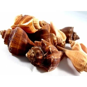 %100 Naturel Doğal Gerçek Deniz Kabuğu 500 Gram MMM4763