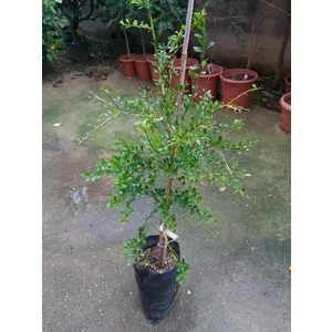 Köyceğiz Bitki Dünyası Pembe Havyar Limon Fidanı (Mia Rose) Finger Lime