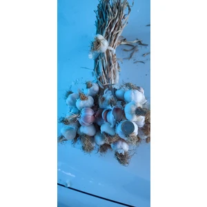 Ata Tohum Taşköprü Sarımsak Iri Boy 2kg