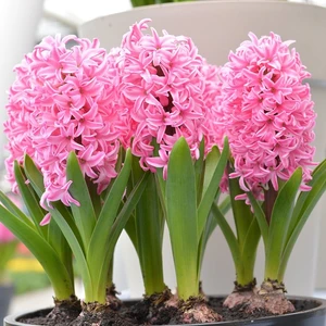 Pink Pearl Pembe Sümbül Soğanı-3 Adet