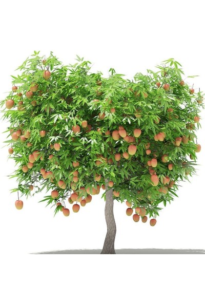 Floramut Tüplü Tropikal Egzotik Mango Fidanı 5 Adet