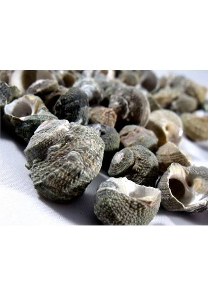 %100 Naturel Doğal Gerçek Deniz Kabuğu 500 Gram MMM4760