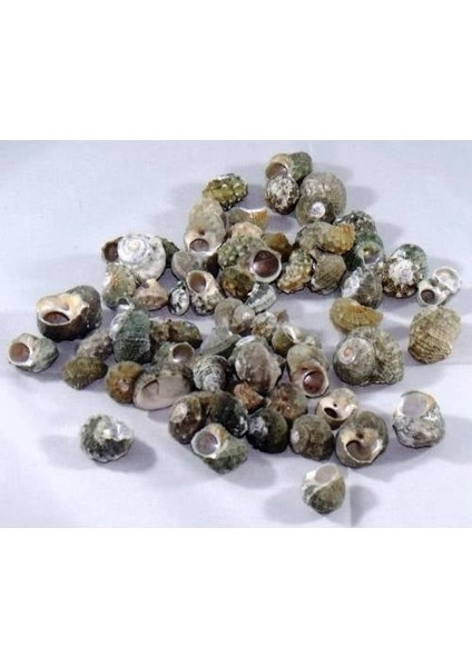 %100 Naturel Doğal Gerçek Deniz Kabuğu 500 Gram MMM4760