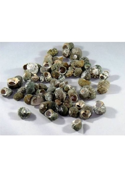 %100 Naturel Doğal Gerçek Deniz Kabuğu 500 Gram MMM4760