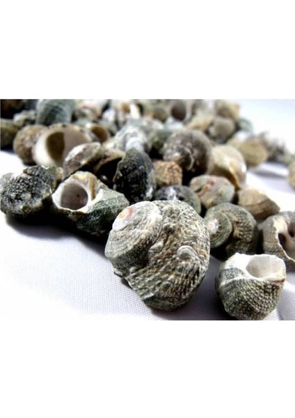 %100 Naturel Doğal Gerçek Deniz Kabuğu 500 Gram MMM4760