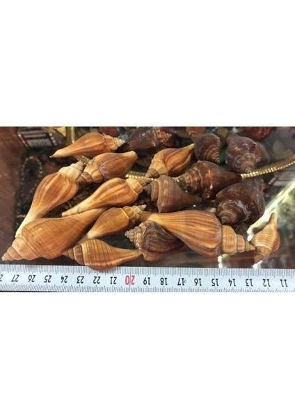 %100 Naturel Doğal Gerçek Deniz Kabuğu 500 Gram MMM4763