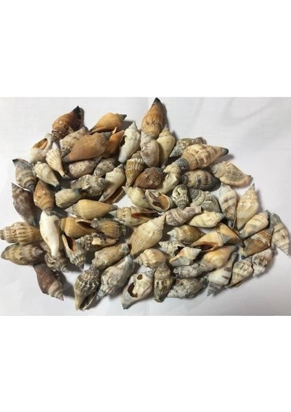 %100 Naturel Doğal Gerçek Deniz Kabuğu 500 Gram MMM4761