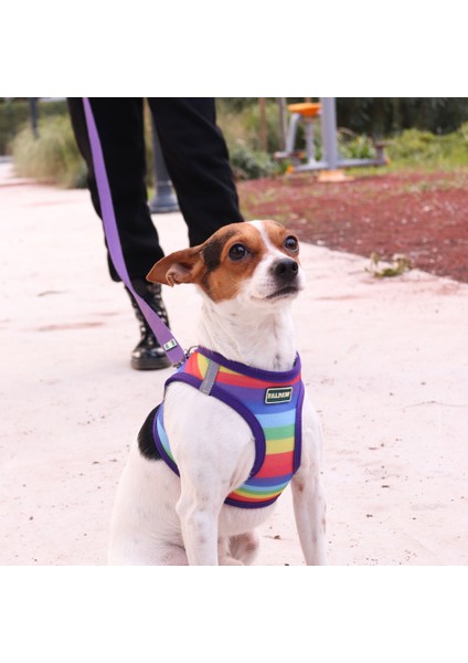 Köpek Göğüs Tasması Gökkuşağı Desenli Metal Tokalı Hava Alan Renkli Xs