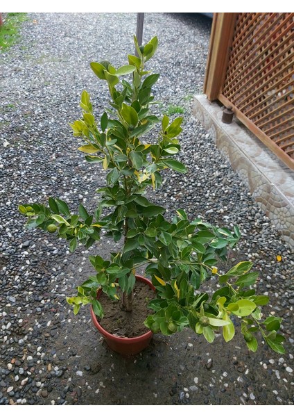 Alacalı Calamondin Fidanı (Süs Mandalinası)