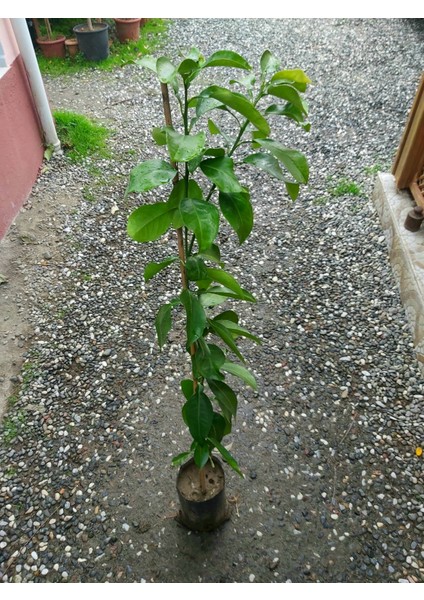 Beyaz Greyfurt Fidanı (Altıntop FIDANI)1214856298112533