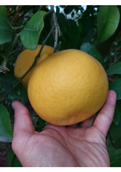 Beyaz Greyfurt Fidanı (Altıntop FIDANI)1214856298112533 fiyatları