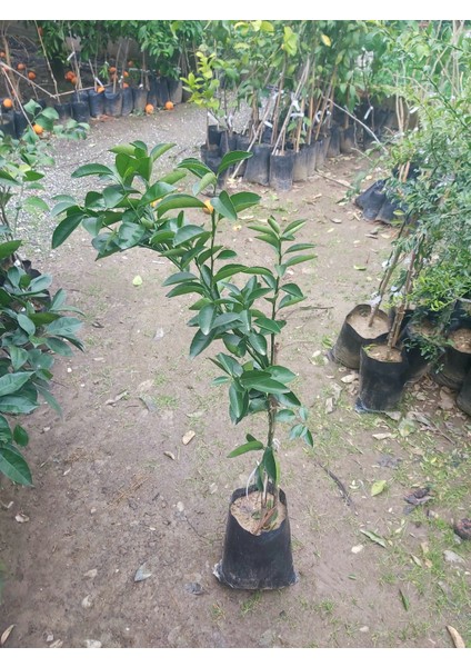 W. Murcott Fidanı (Geç Dönem Mandalina Fidanı)