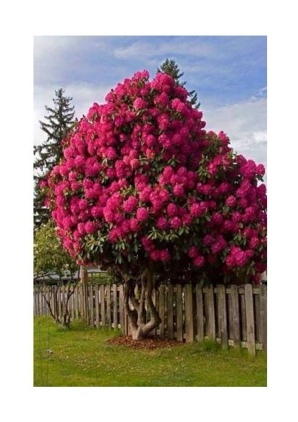 Oya Ağacı Fidanı 3 Adet Pembe- Kirmizi- Mor ( Tüplü) 30 -40-50 cm fiyatları