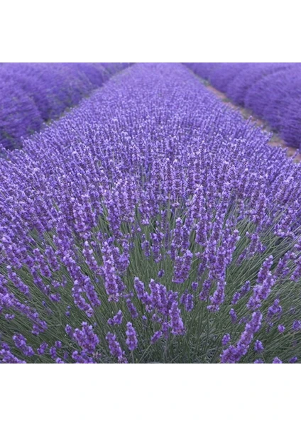 Net Tarım 65 Adet Angustifolia Lavanta Fidesi Tohumu