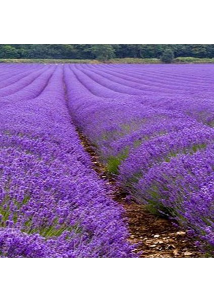 Net Tarım 65 Adet Angustifolia Lavanta Fidesi Tohumu