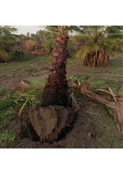 Palmiye - Washingtonia Robusta 600/700 cm "10 Adet"