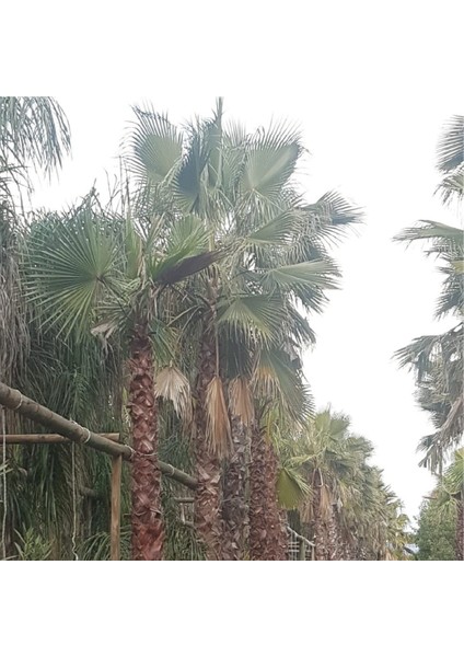 Palmiye - Washingtonia Robusta 600/700 cm "10 Adet"