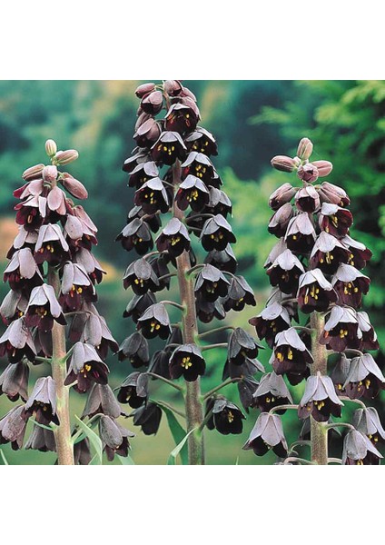 Koyu Mor Fritillaria Persica Adıyaman Ters Lale Soğanı