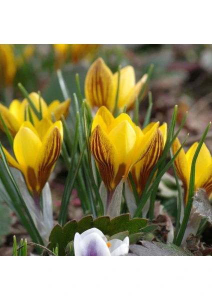 Çizgili Fuscotinctus Chrysanthus Sarı Çiğdem Soğanı-5 Adet