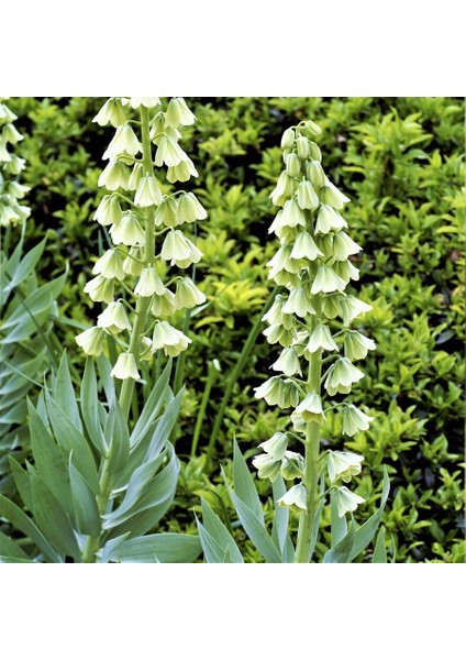 Ithal Beyaz Fritillaria Persica Alba Ters Lale Soğanı