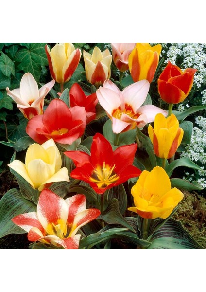 Özel Çeşit Peacock Mix Kafkas Lale Soğanı-3 Adet